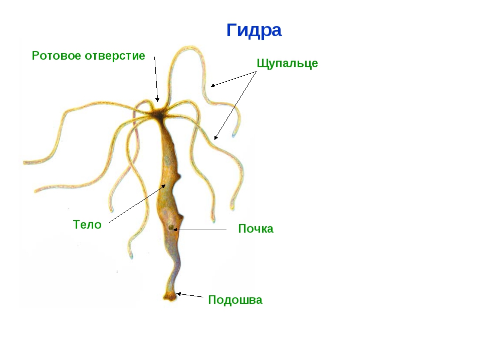 Адрес сайта кракен